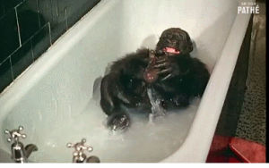 ape,bath,splash,takin