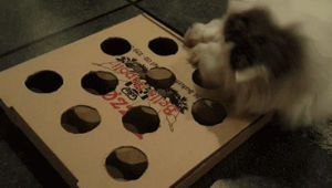 cat,pizza,ball,box