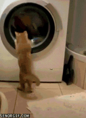 washing machine,clothes,cat,fun,bored