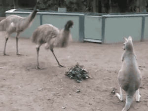 kangaroo,animals,emu