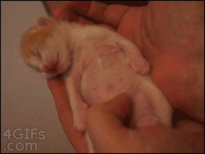belly,kitten,cute,animals,sleeping,twitching,belly rub,ssleeping