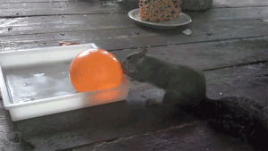 squirrel,water balloon,its a trap,jensen ackless
