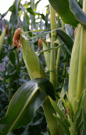corn,3d,my work,garden,im waiting