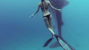 swimming,girl,whoa,shark,whale