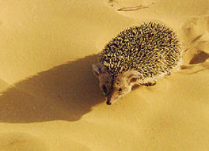 desert,tired,hedgehog,opossum,desierto,animals,walking
