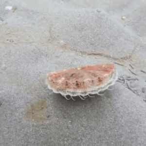clam,abandon thread,sea creature,nature,nope