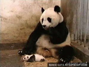 hungry,panda,sneeze,reactiongifs,eating,baby panda,sneeze fail