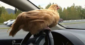 car,hen,control