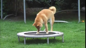 shiba inu,dog,animals,playing,jumping