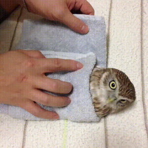 owl,burrito