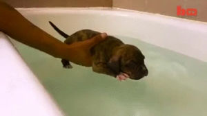 pitbull,swim