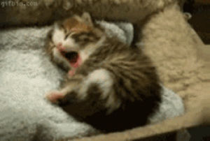 yawning,cat,kitten,adorable