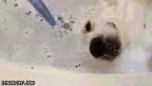 labrador,clean,dog,cute,animals,bath,casper,baths,rubs