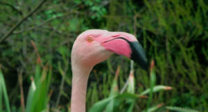 flamingo,reaction,animals,what