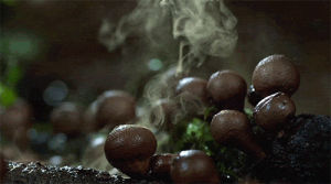 mushroom,chris brown
