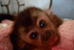 cute monkey,baby animal,baby monkey,cute,animal,monkey