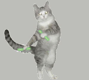 cat,transparent