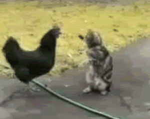 chicken,vs,cat,cute,cats always win