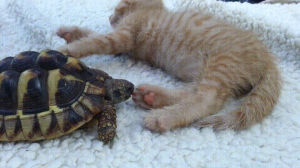 animals being jerks,turtle