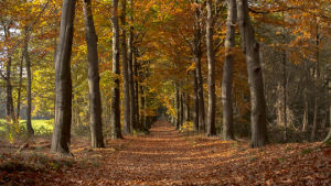 forest,perfect loop,pathway,nature,cinemagraph,fall,cinemagraphs,leafs,living stills