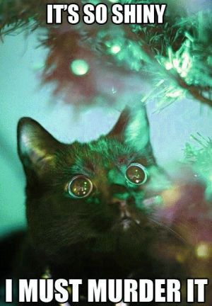 cat,christmas,watching