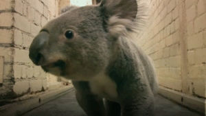 koala,coala,bear,animals,cute,animal,australia,interested,australian,searching,koalas,koala bear,coalas