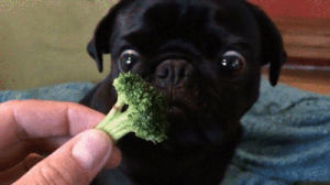 dog,broccoli