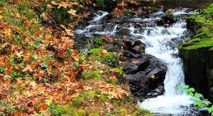 river,waterfall,autumn,creek,nature,cedar creek,fall cinemagraph