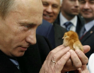 putin,vladimir putin,russia,memes,love,cute,chick,baby chick