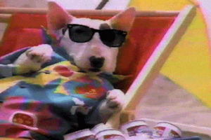 spuds mackenzie,dog,80s,commercial,sunglasses