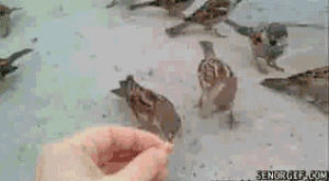 eating,sparrows,cute,animals,bird,hand,birds,feeding