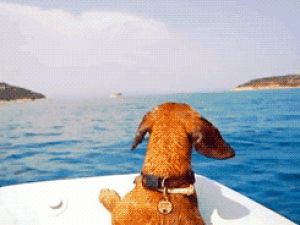 dachshund,swimmy swimmy,dog,animals,morning tumblr,i want to be this dog right now