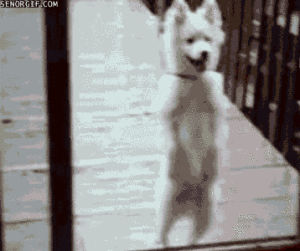 dancing,dog,doors