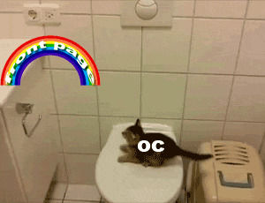 toilet,cat,jump,pandawhale,sitepandawhalecom,feel
