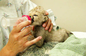 lion cub,cheetah,animals,baby,adorable baby,bottle feeding