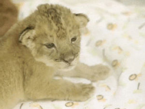lion,baby,cub