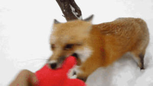 fox,animals,snow