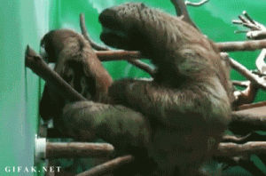 sloth,piano