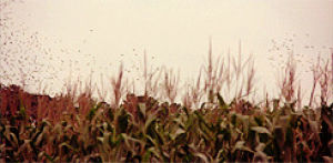 corn field,movie,birds,misc,signs,flocking,sci fi
