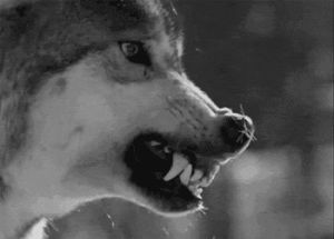wolf,graphic,graphics,animation,black and white,animals,growling,snarling,animal