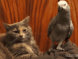 cat,parrot