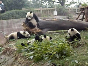 panda,animals,falling,climbing,panda bear,panda cub,panda cubs