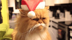 christmas cat,christmas,cat,animals,animal,santa,hat,christmas animals,animal christmas