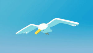 seagull,bird,wings,animals,flying