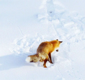 animals,fox,snow,jumping,diving,hunting,north america