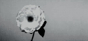 black and white,flowers