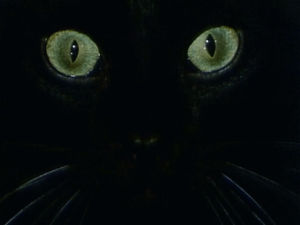 satan,cat eye,darkness,black cat,cat,kitten,13,green eyes