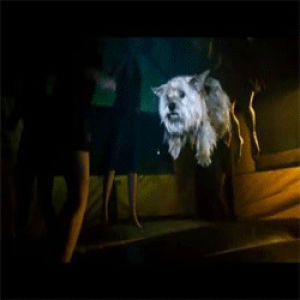 young,flying cat,project x,cat,film,comedy,2012,4,fly cat