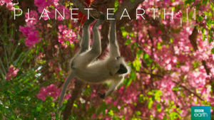 langur,fail,fall,monkey,swing,hang,planet earth 2,bbc earth