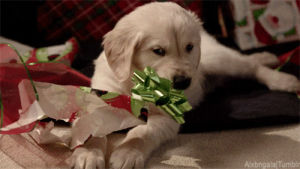 christmas,christmas present,christmas animals,golden retriever,animal christmas,cute,dog,puppy,alx,golden retriver puppy